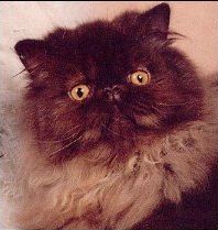 猫咪颜色遗传规律,猫咪遗传基础知识大全