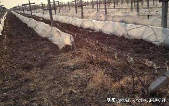 冷棚葡萄抗霜冻吗怎样避免霜冻,冬天大棚葡萄怎样防霜冻