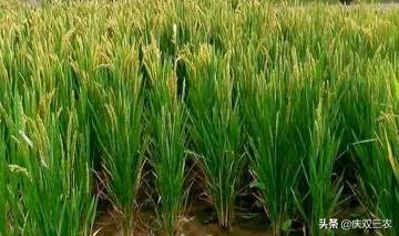 为什么同样多的谷粒重量却不一样?影响千粒重的原因是什么?