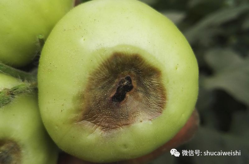 番茄缺镁有什么症状,番茄病毒病的防治和缺素防治