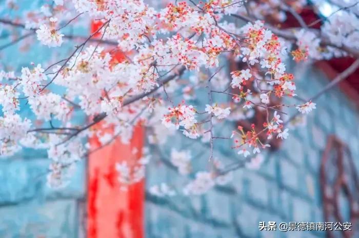 关于春天花的诗词,春天花的诗词