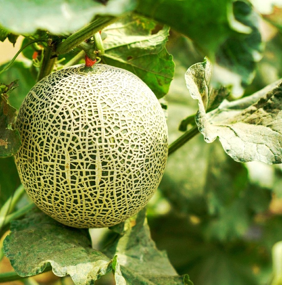 扫落叶的诗句,扫落叶优美诗句