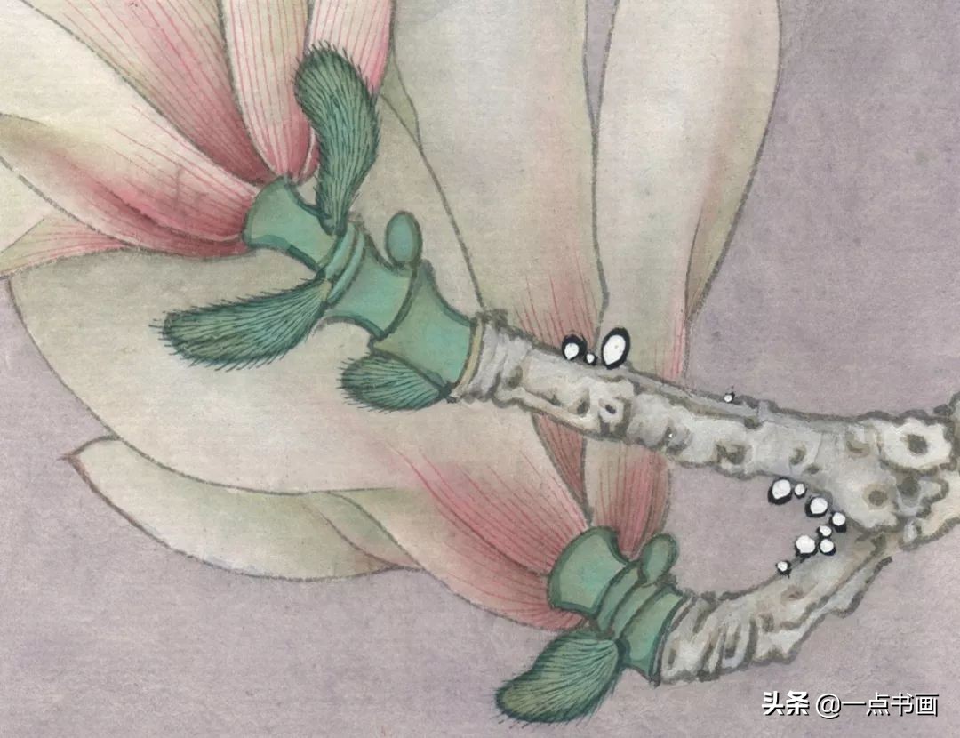 玉兰蝴蝶工笔绘制示范,玉兰蝴蝶工笔画上色步骤