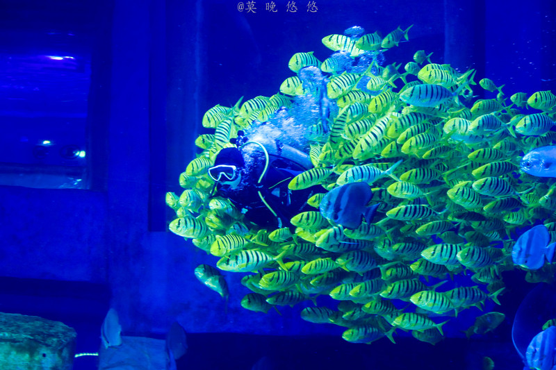 海洋极地海洋世界攻略,正佳极地海洋世界白鲸海象