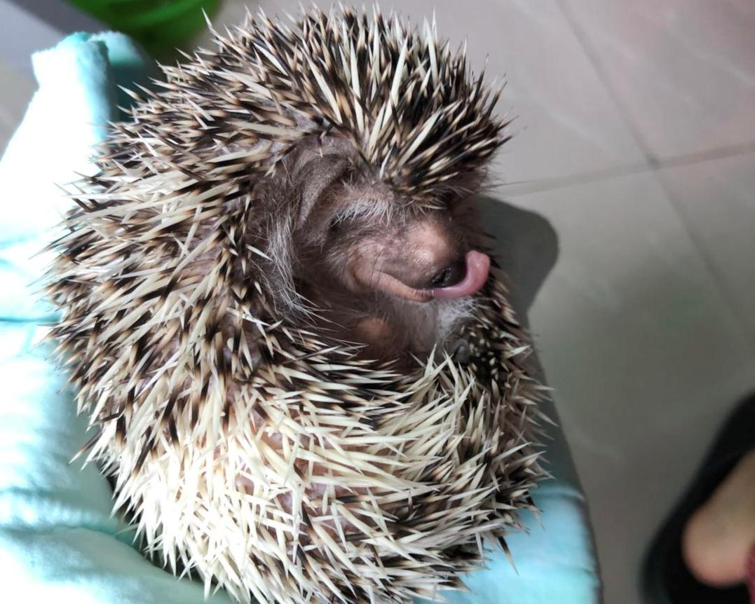 辟谣：非洲迷你刺猬咬人涂刺后就算接纳这个人？小心被白咬