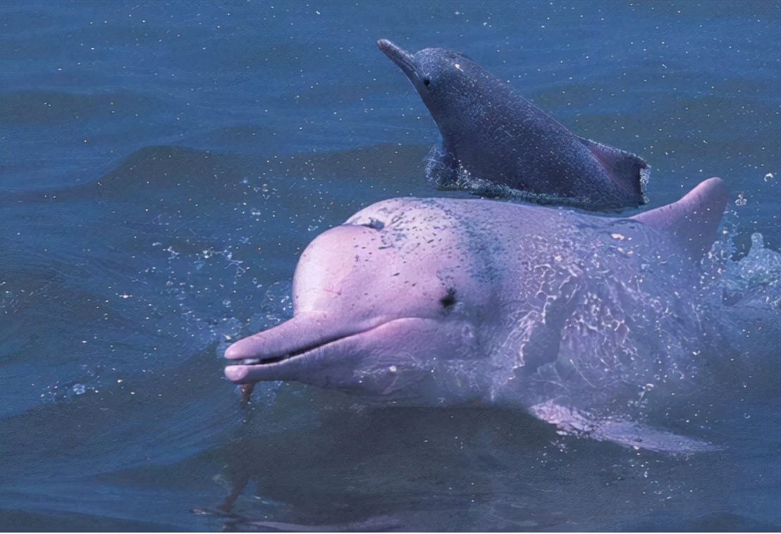 十大稀有美人鱼,中国十大不明生物美人鱼