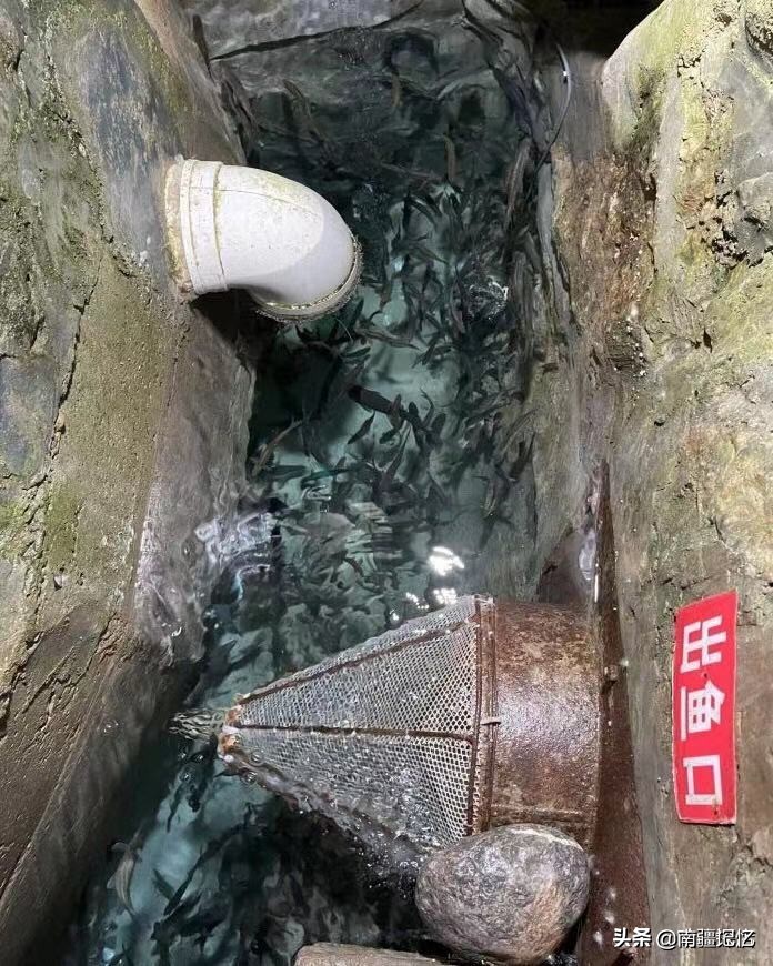 老汉做梦挖出鱼完整版,老汉梦到有人挖鱼泉