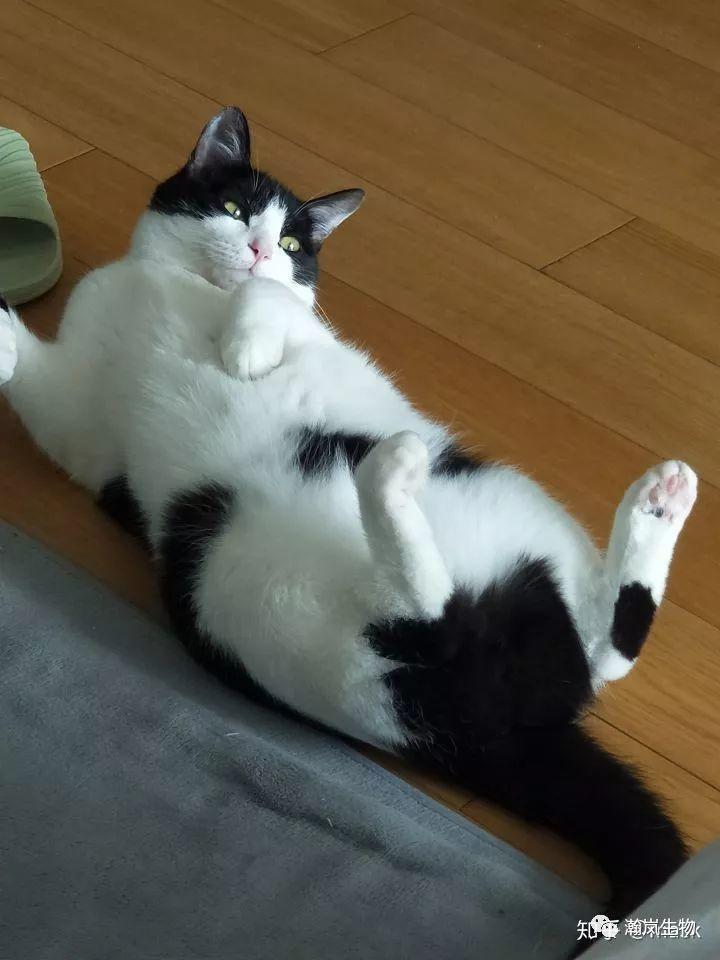 养品种猫的好处,土猫可以和品种猫配吗