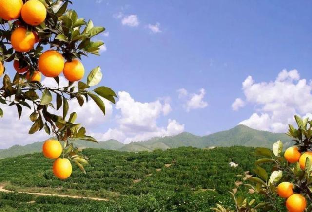 养肝的人建议少吃这2种水果,想要养肝建议常吃这4种水果