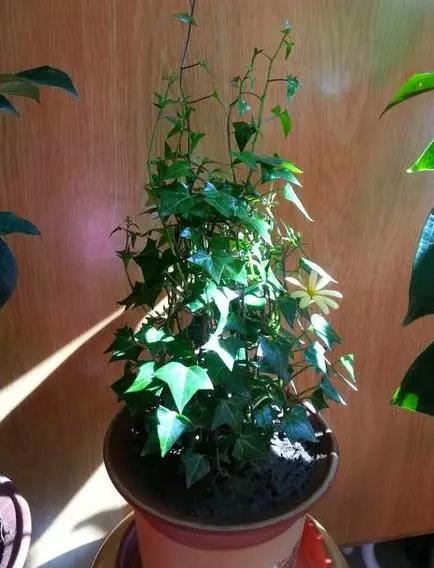 屋内养什么花最适合除甲醛,卧室客厅放什么植物吸收甲醛