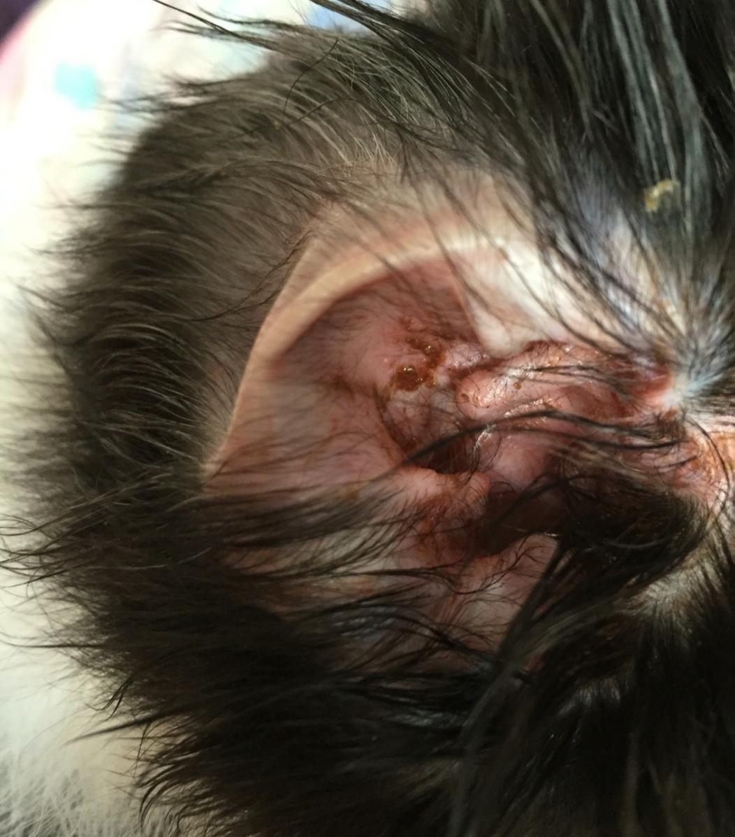 狗狗在家洗澡为什么发抖,宠物狗洗澡防耳朵进水