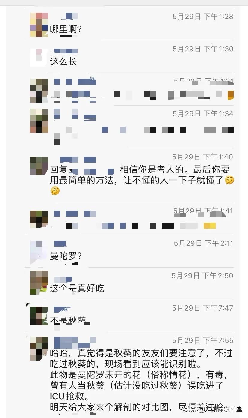 秋葵和曼陀罗长得像吗,如何辨别曼陀罗和龙葵