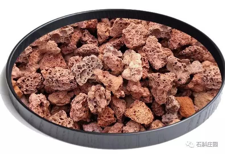 种植石斛兰的正确方法,石斛兰如何种植长得好看