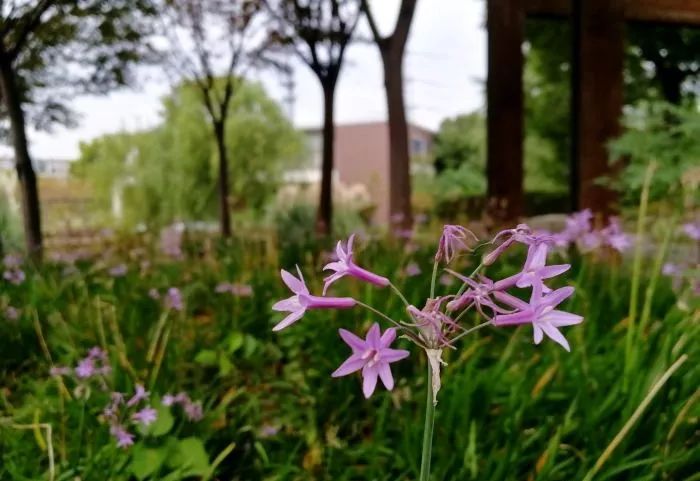 上海可以一路玩下来的地铁线,上海最新41条地铁