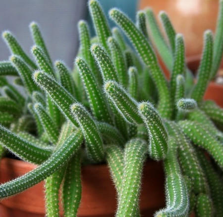 仙人指和蟹爪兰哪个更容易开花,仙人指不怎么开花是怎么回事