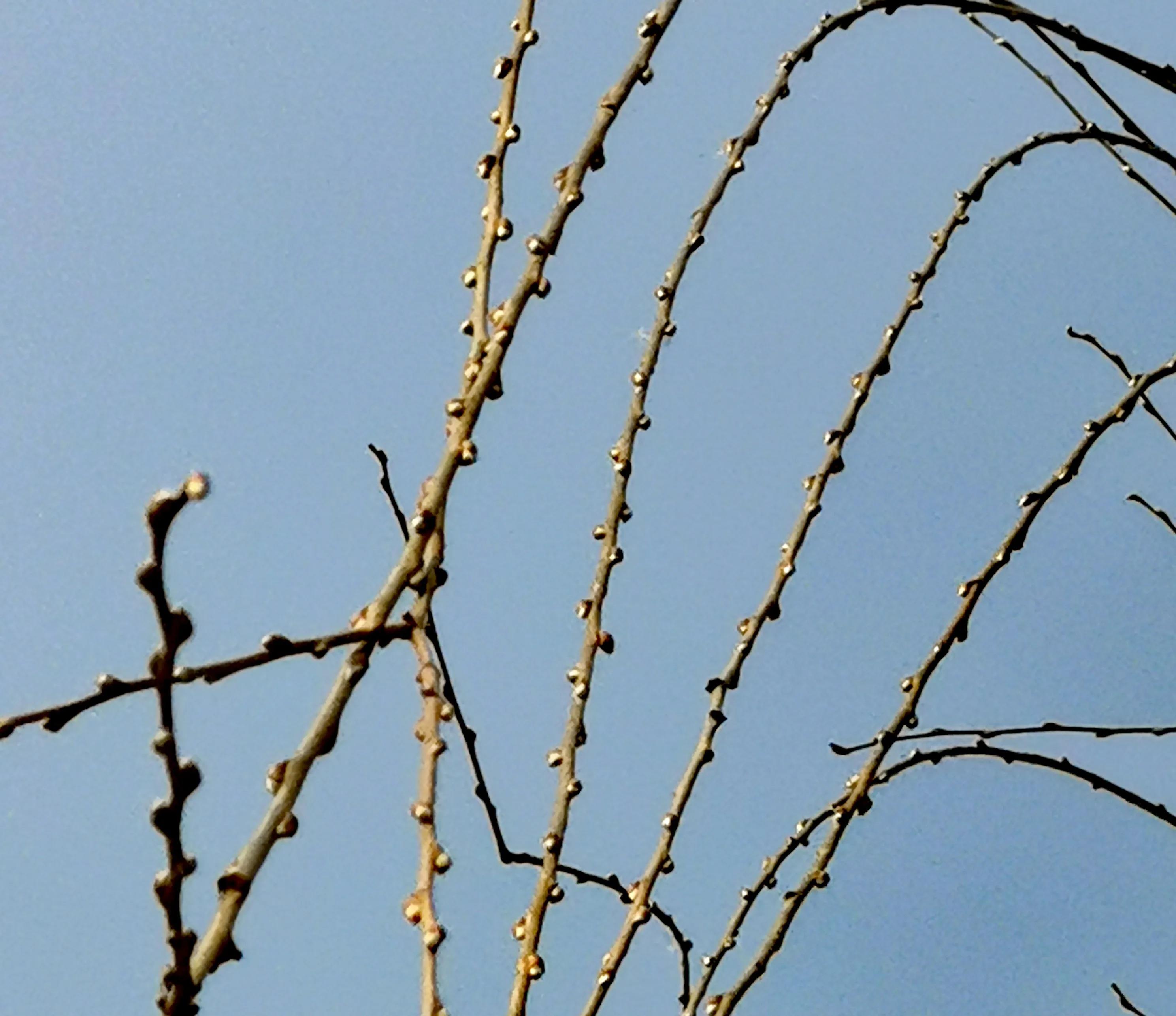 大年初一逛栎阳湖湿地公园,柳色遥看近吐绿,春归石川河!