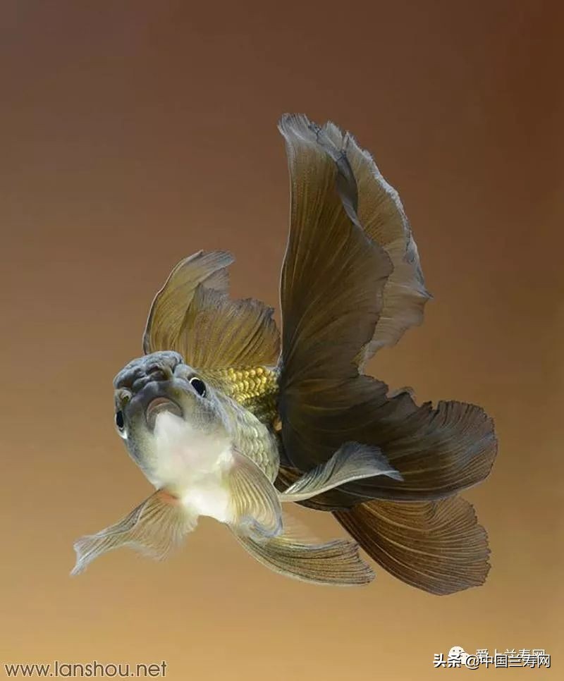 那些企图拿尾巴征服世界的金鱼们