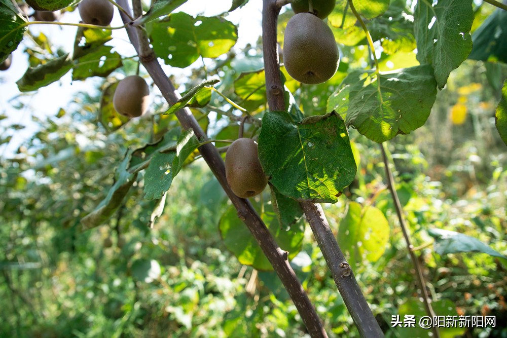 阳新县新闻,湖北鄂州阳新新闻