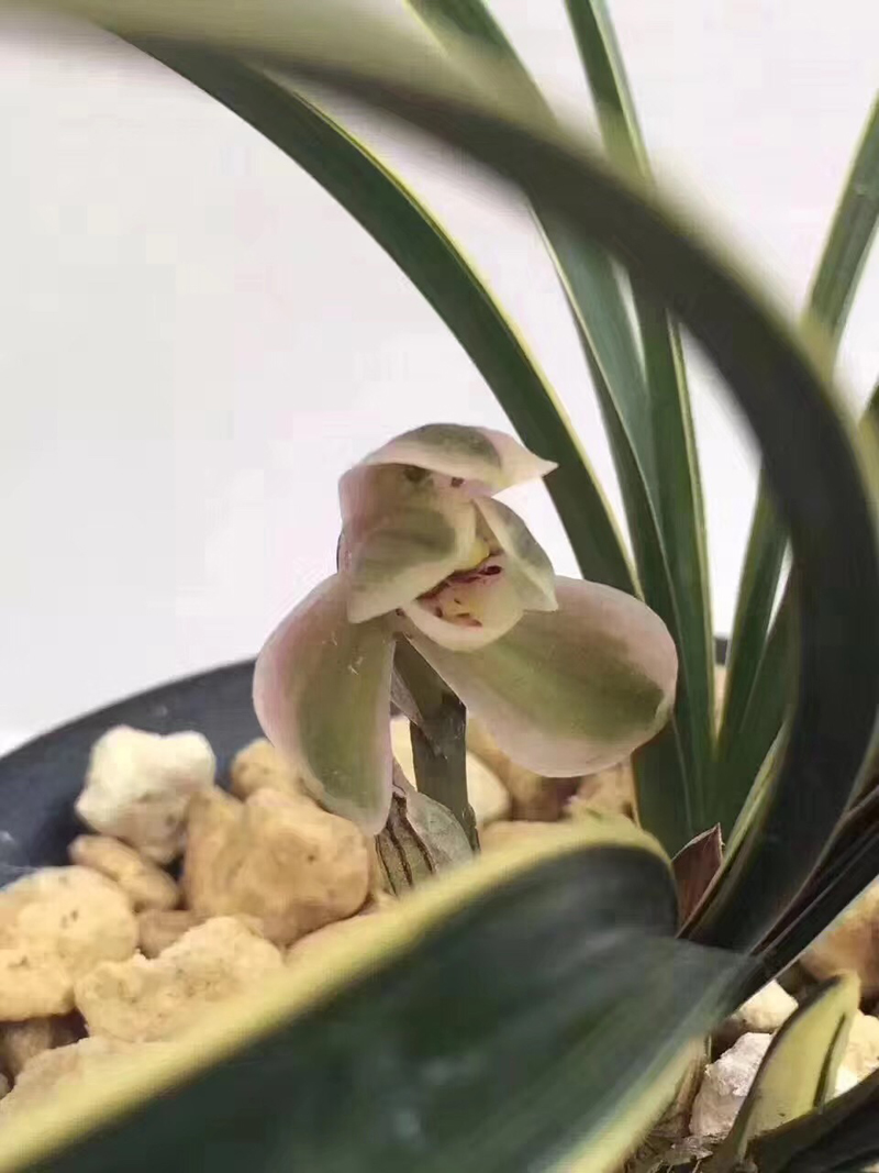 84消毒液可以给兰花消毒吗,兰花被淋了热水怎么救