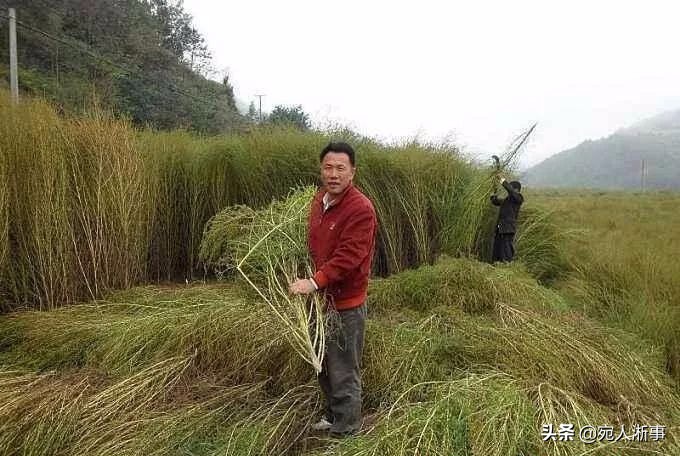 农村扫把价格,山东一村庄卖扫帚年产超值5千万