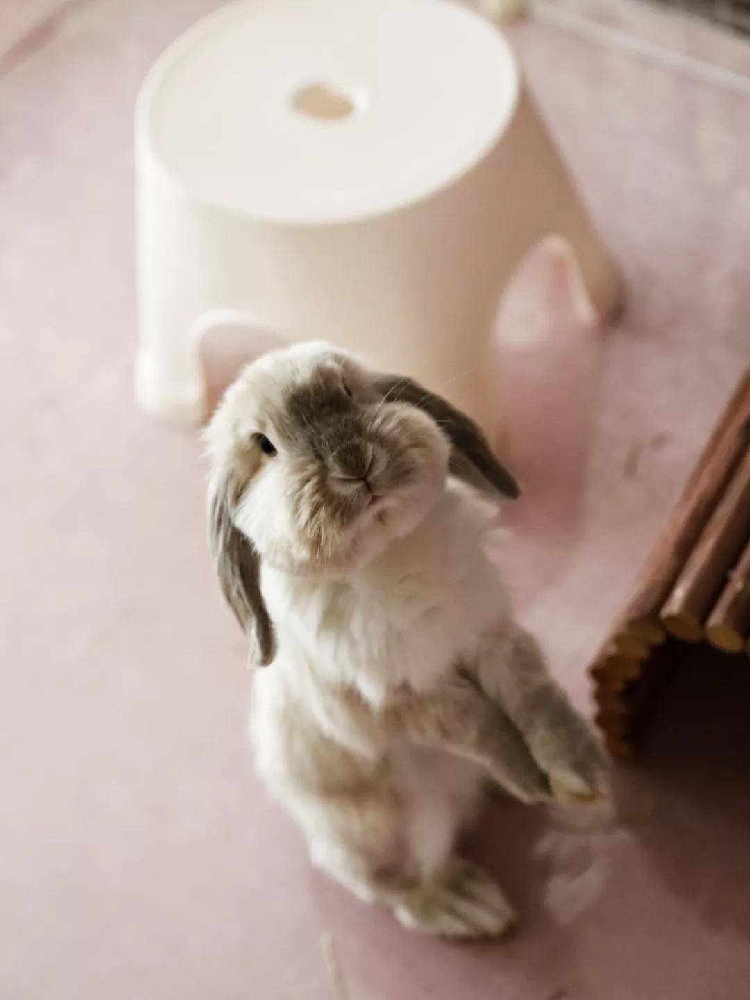 北京有没有撸猫的地方,福州撸兔兔的店