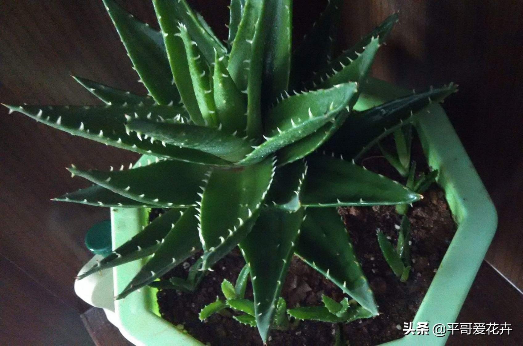 如何让绿萝1星期内死亡,家里芦荟根死怎么救活