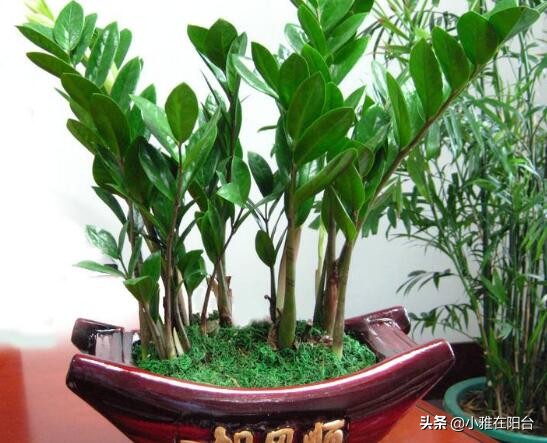 养金钱树花注意什么问题,养金钱树的小技巧