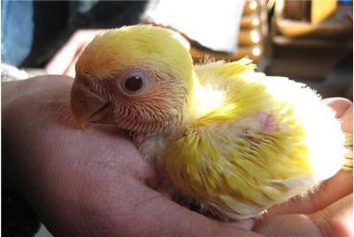 养鹦鹉和养观赏鸟哪个好,观赏鸟养殖的现状及前景