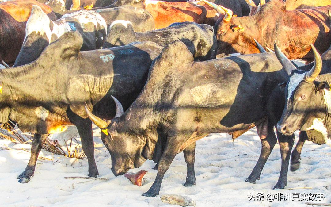 国家独立59年，首次参加非洲杯，总统为641名球迷包机去现场加油