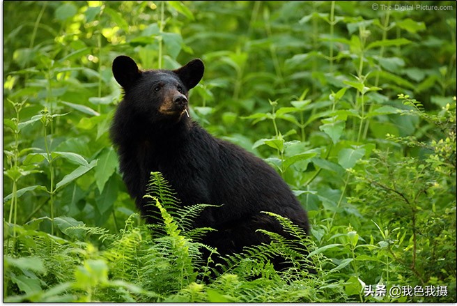 佳能EF600mmf/4LISIIIUSM镜头评测