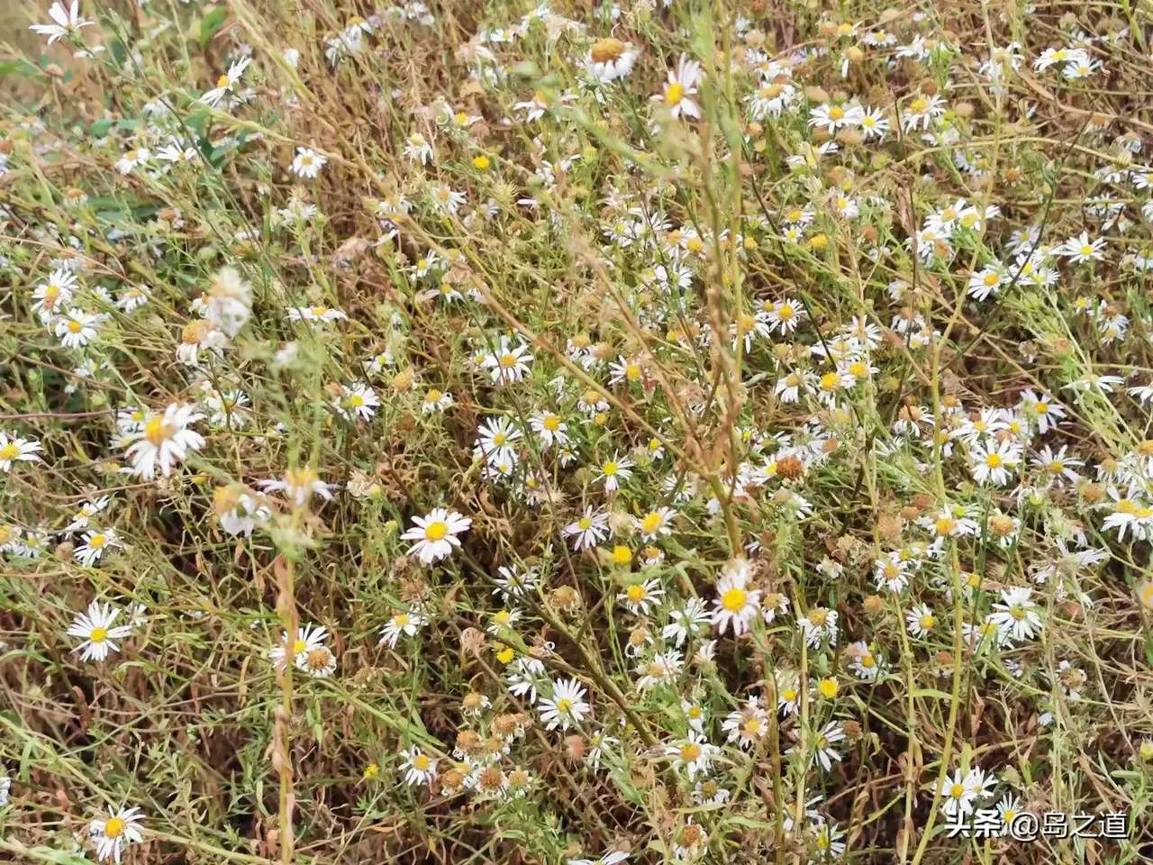 含12生肖的植物名,用十二生肖组成的植物名