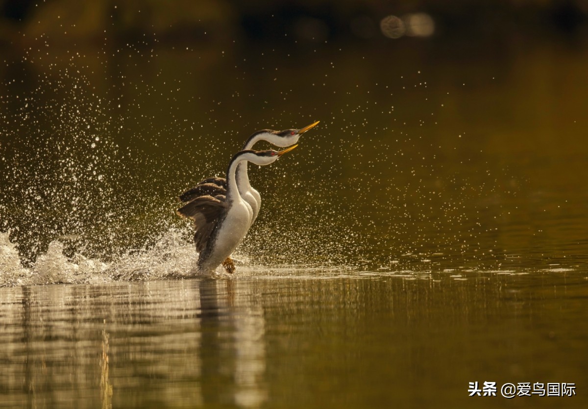 极简鸟类摄影欣赏,2019鸟类摄影作品欣赏