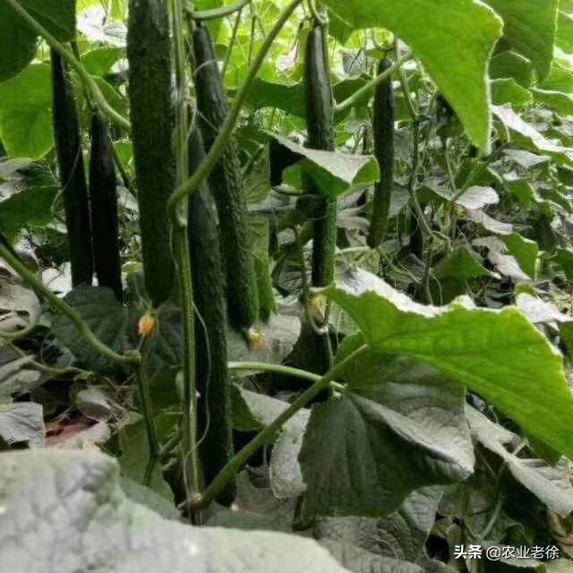 上海露天蔬菜种植时间表,青岛露天蔬菜种植时间表