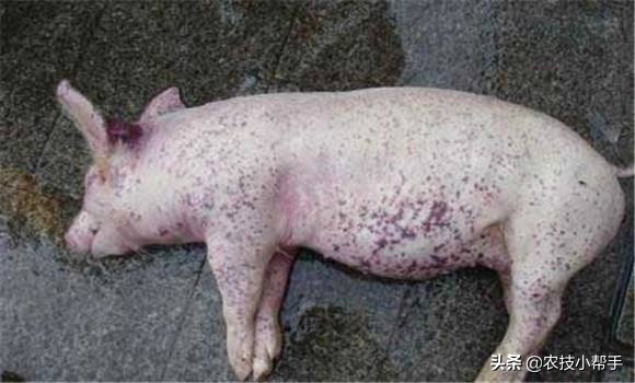 养猪治疗猪病的方法,养猪用中草药预防疾病