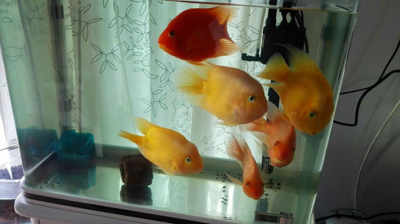 如何养好鹦鹉鱼身上的白点,鹦鹉鱼为什么身上有黑斑和烂尾