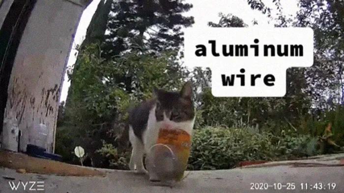 国外中国人遇到中华田园猫,中华田园猫在海外保护主人