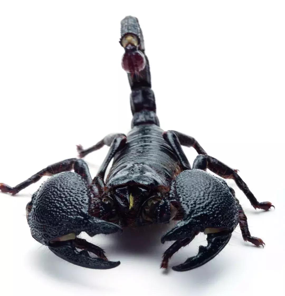 端午五毒是指哪5种,端午节常说五毒是哪五毒