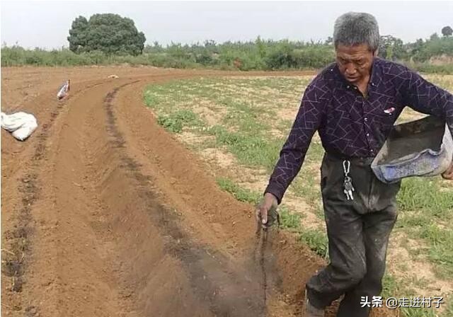 红薯怎样种出长条形,红薯怎么种植长藤