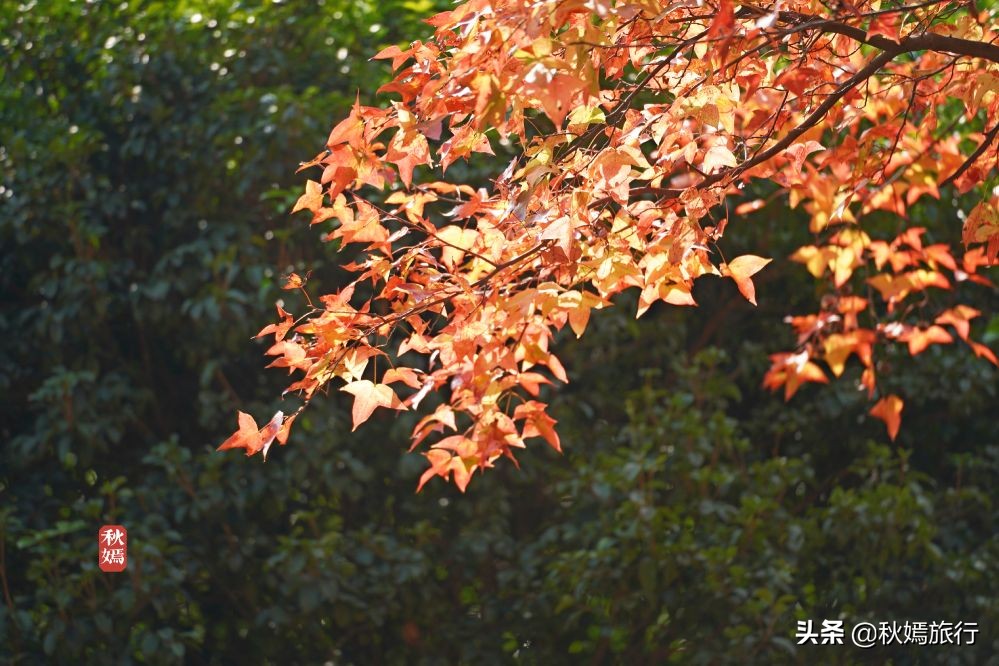 常熟网红枫林秋意盎然，游客络绎不绝，百年老店五道菜肴165元