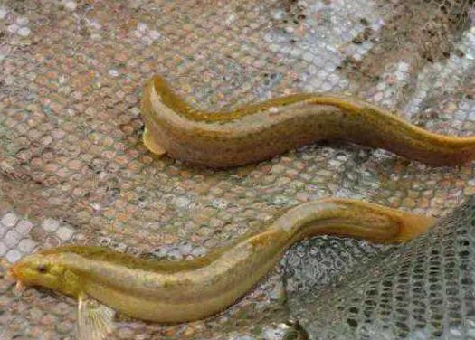 莲藕池里怎样养殖泥鳅鱼,田间泥鳅鱼养殖要具备哪些条件
