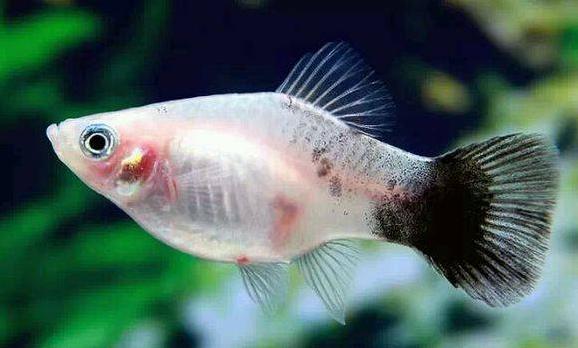月光鱼好看吗值得养吗,月光鱼适合水质