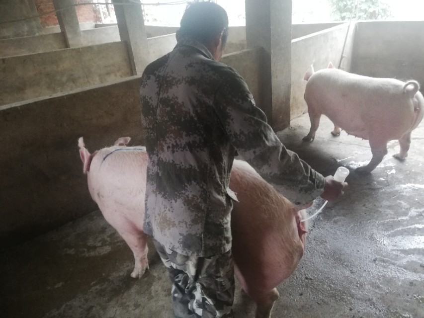 万头猪场老板,大悟县万头猪场老总