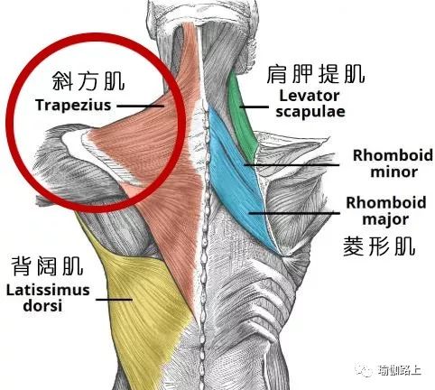 练瑜伽越来越壮怎么回事,练瑜伽肩膀越练越宽怎么办