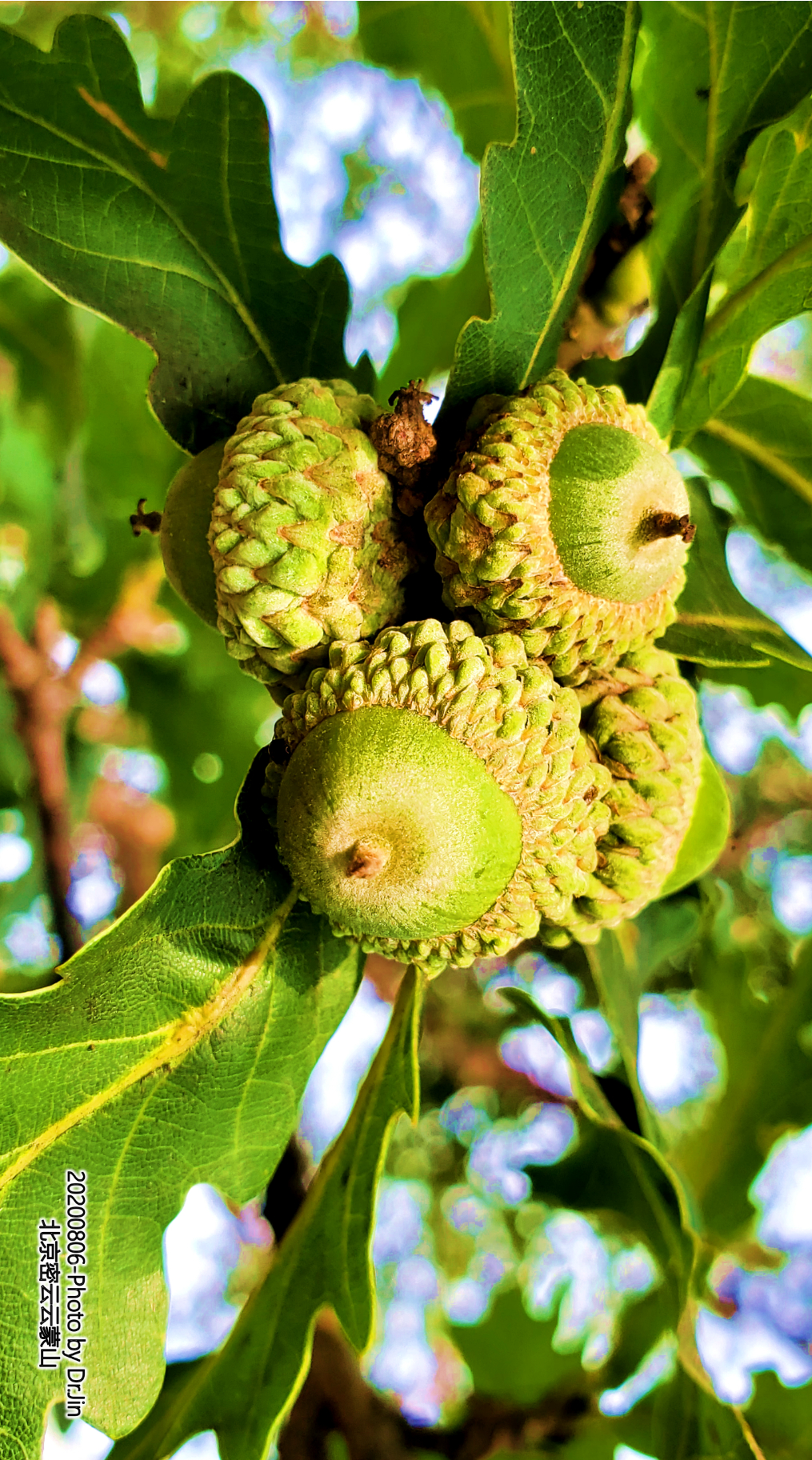 金行博览：止痢疾，养肠胃-橡子