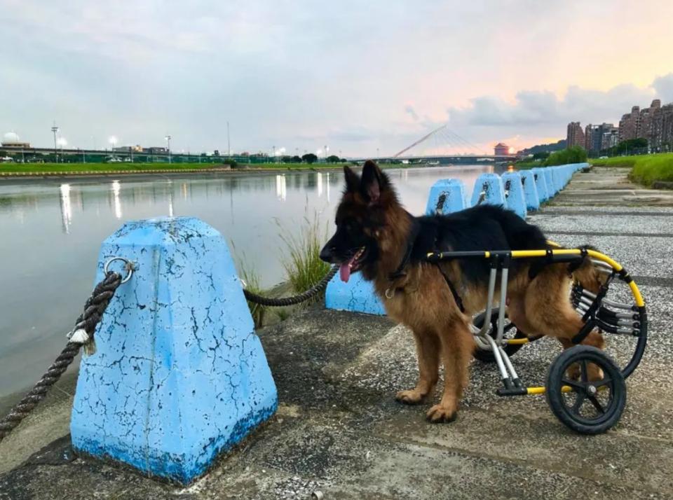 德牧照顾受伤的主人,德牧残疾