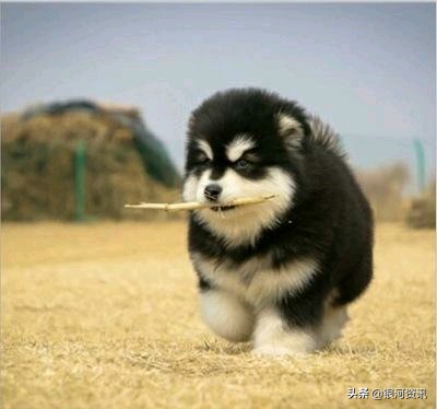 俄罗斯720万美元就把阿拉斯加卖给美国！美有苦难言