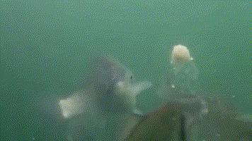 蚯蚓红虫钓鲫鱼的正确方法与技巧,蚯蚓红虫商品饵哪个钓鲫鱼好