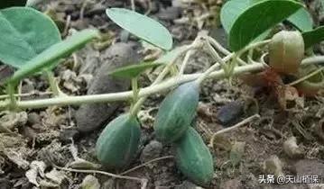 荒漠发现的生物,新疆戈壁滩常见低矮植物