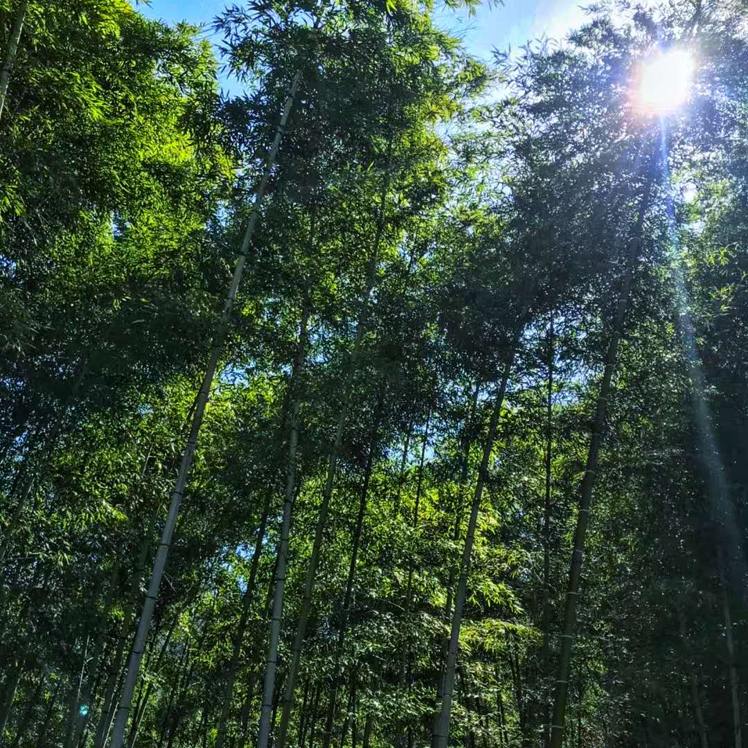 浙江最好玩的山水景区,浙江有什么幽静的地方