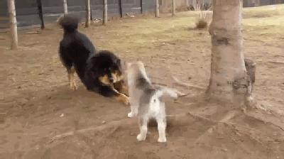 现在的藏獒和以前的藏獒,曾经的藏獒与现在的藏獒